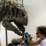 A woman works on repairing the jaw of an Allosaurus dinosaur