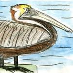 Olivia Bouler's drawing of a brown pelican