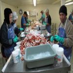 Employees, many from Laos and Thailand, crack crab shells for up to 12 hours a day in Bayou La Batre, Alabama.   
