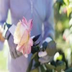 In the Garden: Getting Started With Roses