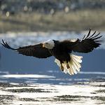 Thousands of pairs of bald eagles nest in the Tongass
