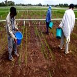 Farmers apply fertilizer to an experimental rice field.