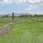 Agriculture Short-Changed in Haiti's Post-Quake Recovery 