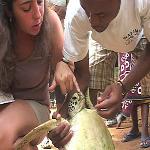 Conservation Groups in Coastal Kenya Work to Save Endangered Turtles