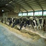 US: Antibiotic Use in Livestock Harms People