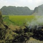 What farmers do with rice straw after harvest -- burn it or return it to the field -- affects how much fertilizer to use. 