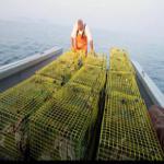 Paul Cabral lines up the lobster traps on the boat's deck. 