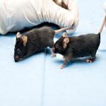Tumors Shrink When Mice Live in Stimulating Environments