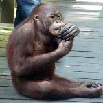 A young male orangutan 