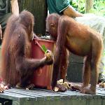 Saving Asia's Orangutans May Also Help Reduce Carbon Emissions  