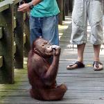A young male orangutan in Sepilok Rehabilitation Center, Sandakan