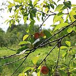 More than 600 apple varieties grow at the Pavlovsk Experimental Station.