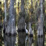 Everglades National Park – One of the World’s Great Biological Wonders