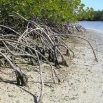  A mangrove swamp 