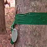 Memorial trees in EcoEternity Forests are numbered with small tags. A green band means a tree is still available.