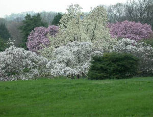 Magnolias blooming in spring at the National Arboretum