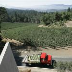 A truck carries grapes from the Cae Winery in California's Napa Valley