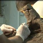 Researchers working on a horn of Kosmoceratops richardsoni