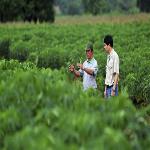 Integrated Pest Management Can Increase Crop Production