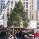 Christmas Tree Rises In New York