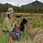 Trained dogs find moose droppings, which will help experts determine just how large the moose population has gotten in the Adirondacks.