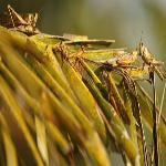 Locusts, Cockroaches May Offer Help to Fight Drug-Resistant Bacteria