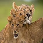  'The Last Lions' Documentary Traces Botswana Lioness, Her Cubs 