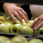Workers inspect Golden Delicious apples for packing at the Rice Fruit Company in Gardners, Pennsylvania