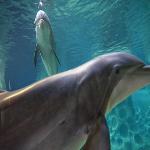 Scientists in Search of a Common Language With Dolphins