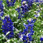 The lovely bluebonnet is the Texas state flower. 