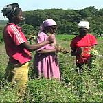 The new FAO report finds that while women make up 43 percent of the world's farmers, only about 10 to 20 percent own the land they farm.  