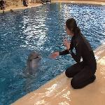 Zoo's Dolphin Habitat Celebrates 50th Anniversary