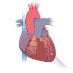 Day-Old Mice Grow Back New Heart Tissue After Injury