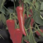 Growing Chili Peppers: A Heated Subject