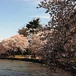 Cherry Blossom trees around the Tidal Basin