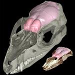 Jurassic mammals already had a large olfactory bulb for a sophisticated sense of smell.  