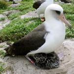 Wisdom the Laysan albatross in February