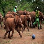 As shown in the IMAX? film Born to be Wild 3D, elephants at the David Sheldrick Wildlife Trust play soccer with their keepers as a form of exercise and enrichment. Photo copyright ?2011 Warner Bros. Entertainment Inc. 