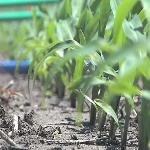 Outlook Positive for Farmers as Commodity Prices Remain High