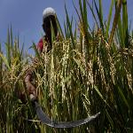 Climate Change Threatens World Food Production