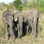 Elephant Study Reveals Social Bonds, Communication Skills 