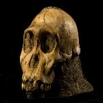 New Species Might be Human Ancestor 