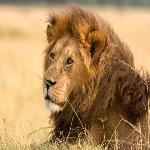 Indigestion Can Protect Africa's Lions