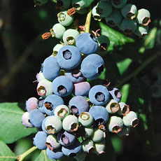In the Garden: Growing Blueberries