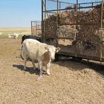 US Drought Could Trigger Higher Beef Prices