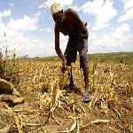 New Corn Variety Boosts Food Security Across Africa
