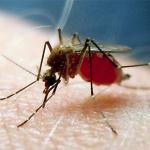 Promising Target For Malaria Vaccine Identified