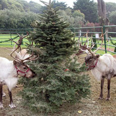 Two of Santa's Reindeer Flee in Texas Really