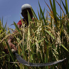 Putting Agriculture at the Center of Climate Talks