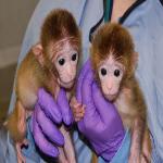 American Scientists Create The World's First Genetically Engineered Monkeys